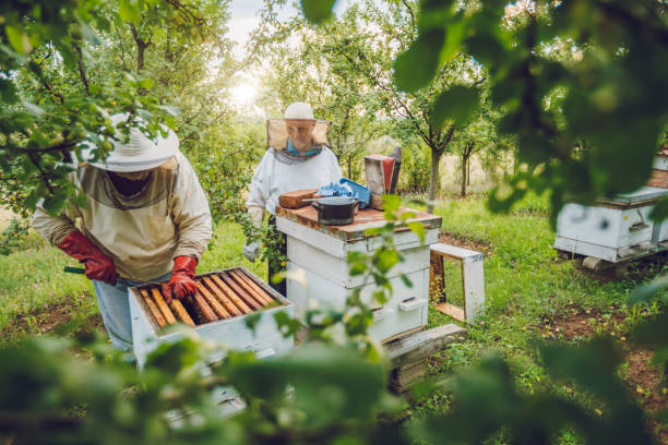 DIY Honey Farm: A Step-by-Step Guide